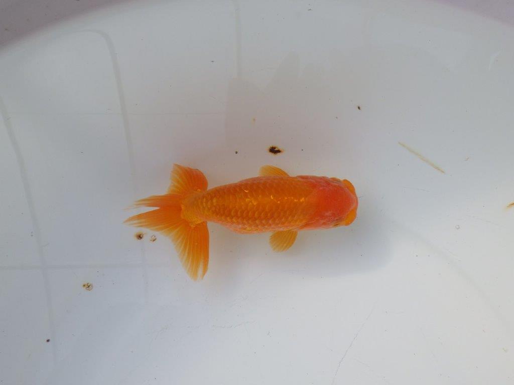 【 愛知超優良系統様】 尾が大きく背も綺麗　当歳らんちゅう　四ッ尾　二本舵　約12,5㎝  オス？