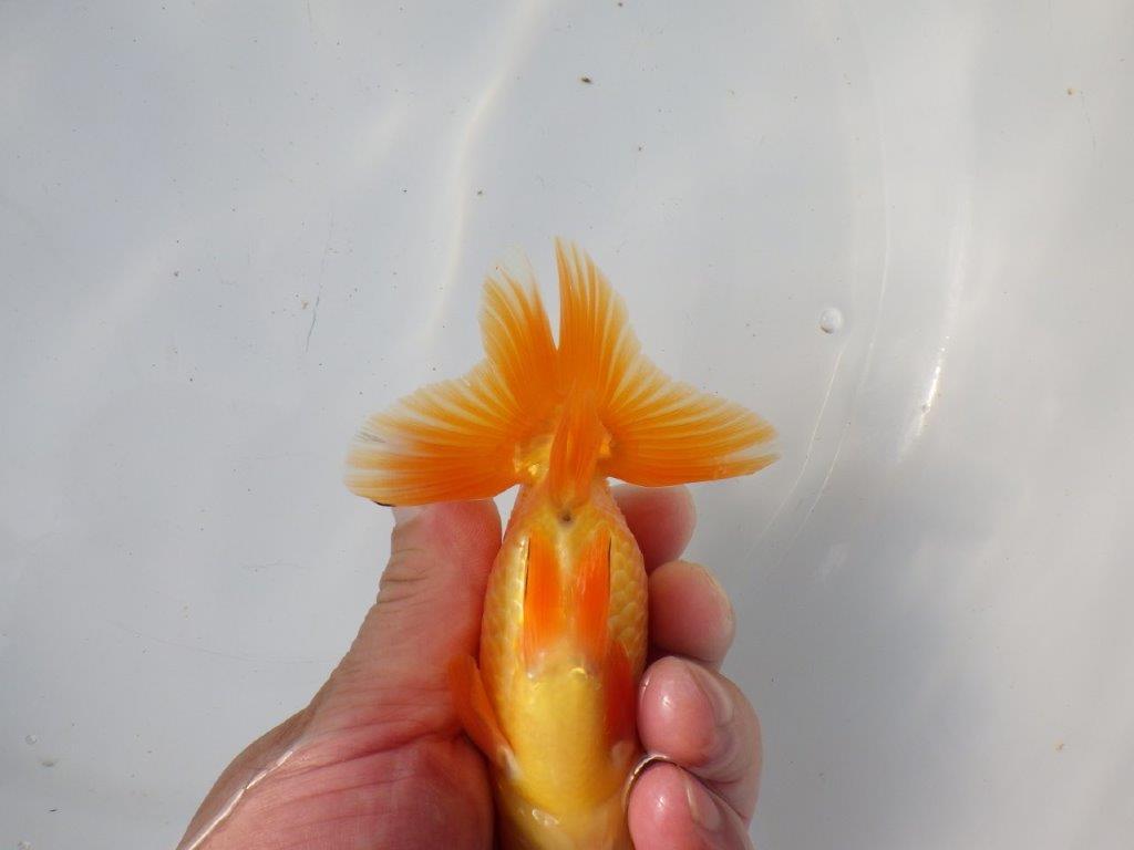 【 愛知超優良系統様】 尾が大きく背も綺麗　当歳らんちゅう　四ッ尾　二本舵　約12,5㎝  オス？