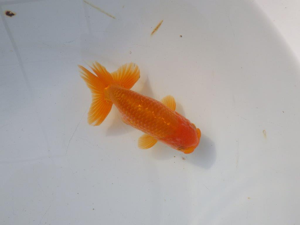 【 愛知超優良系統様】 尾が大きく背も綺麗　当歳らんちゅう　四ッ尾　二本舵　約12,5㎝  オス？