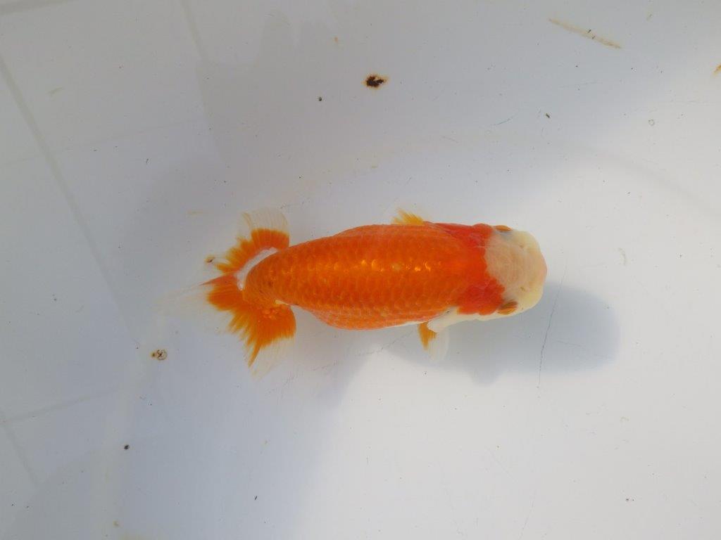 【 愛知超優良系統様】 背も綺麗です 当歳らんちゅう 四ッ尾 二本舵 約13㎝ メス?