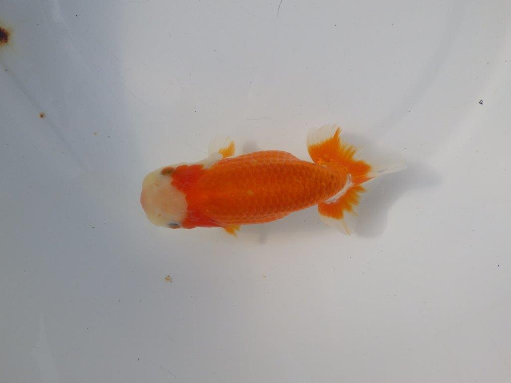 【 愛知超優良系統様】 背も綺麗です 当歳らんちゅう 四ッ尾 二本舵 約13㎝ メス?