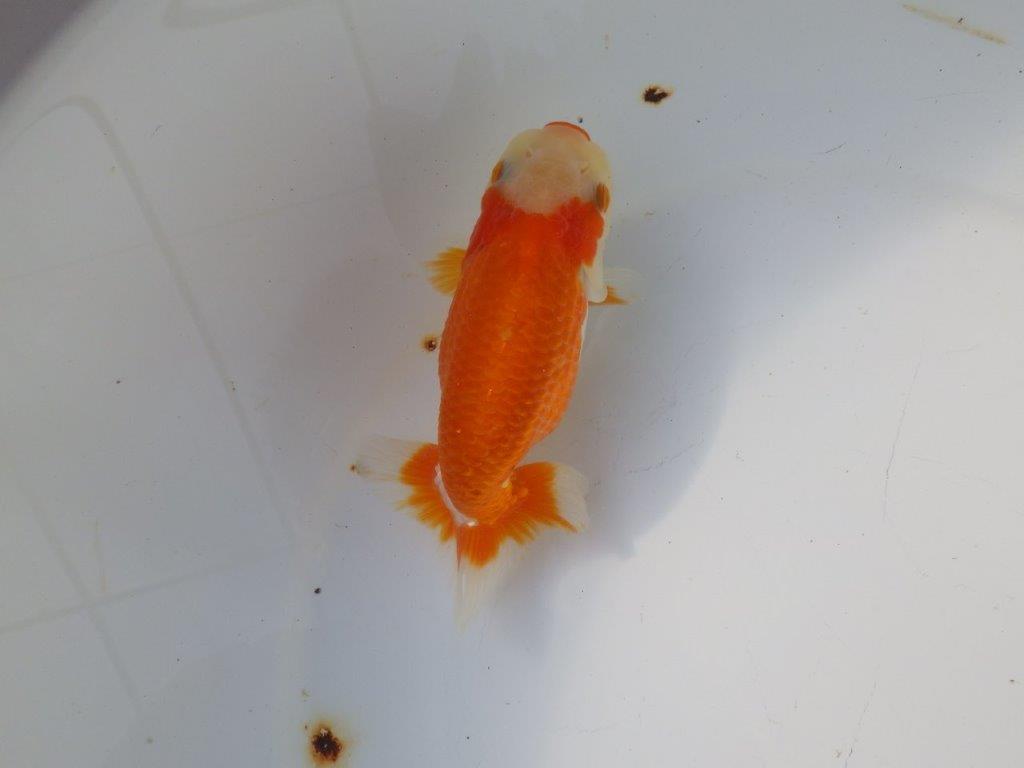 【 愛知超優良系統様】 背も綺麗です 当歳らんちゅう 四ッ尾 二本舵 約13㎝ メス?