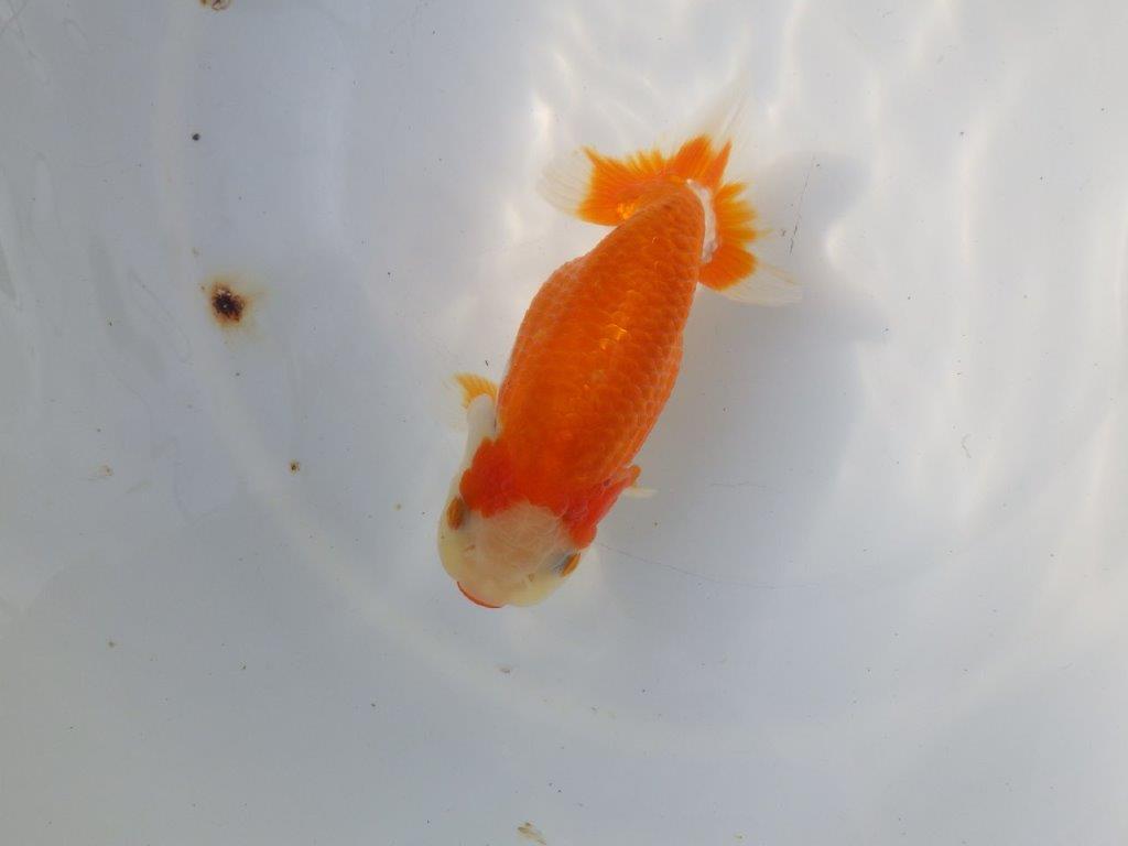 【 愛知超優良系統様】 背も綺麗です 当歳らんちゅう 四ッ尾 二本舵 約13㎝ メス?