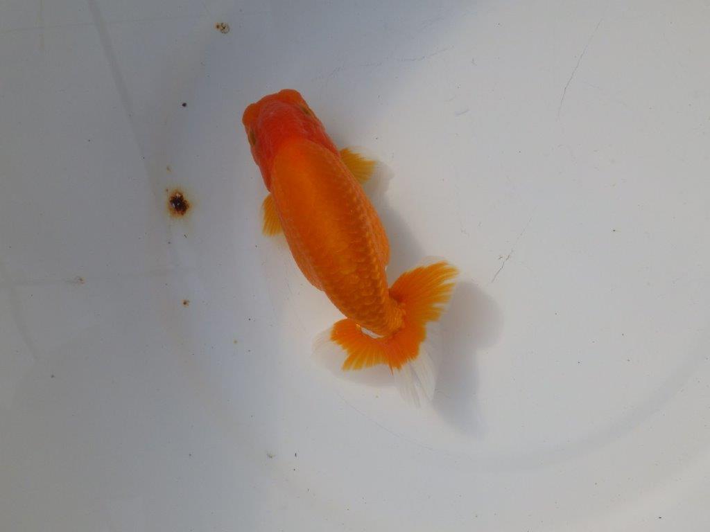 【 愛知超優良系統様】 種にもお勧め 当歳らんちゅう 四ッ尾 二本舵 約13,5㎝ オス?