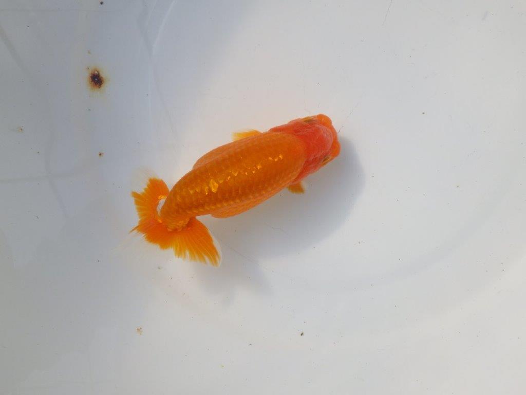 【 愛知超優良系統様】 種にもお勧め　当歳らんちゅう　四ッ尾　二本舵　約13,5㎝  オス？