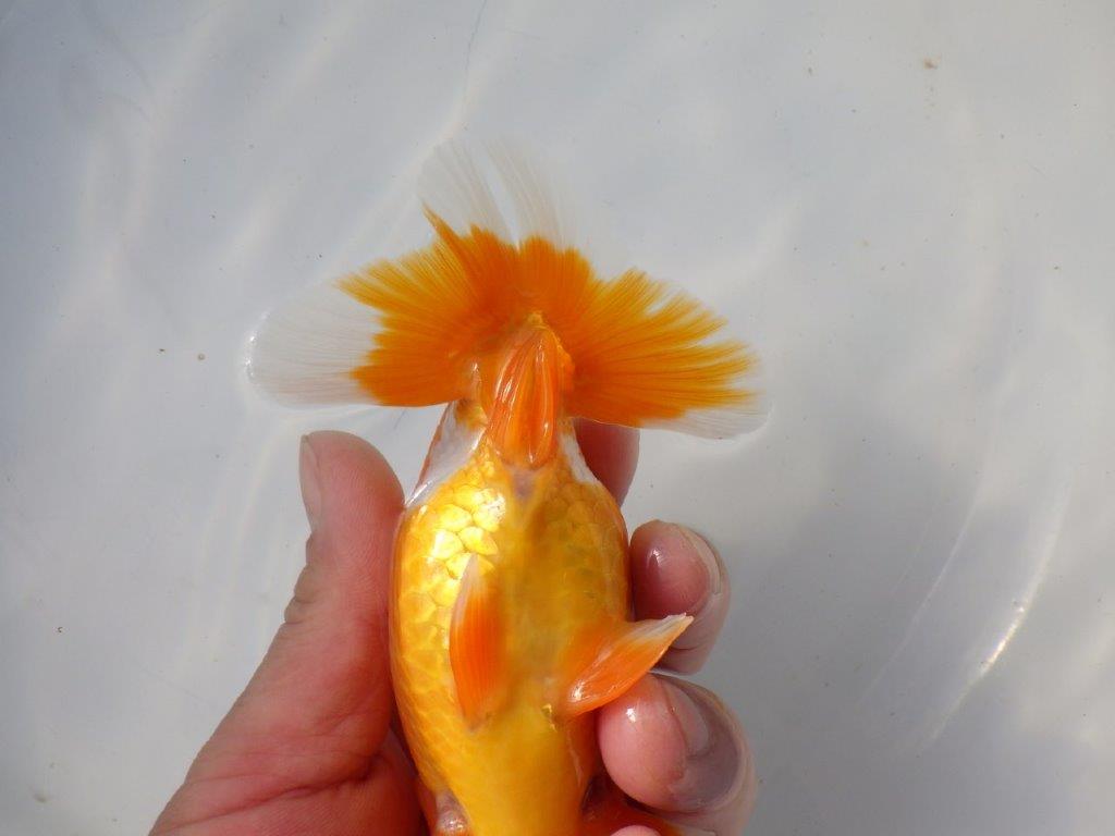 【 愛知超優良系統様】 種にもお勧め 当歳らんちゅう 四ッ尾 二本舵 約13,5㎝ オス?