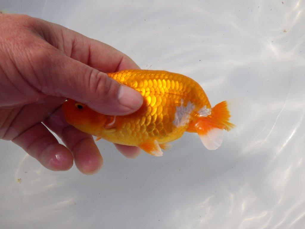 【 愛知超優良系統様】 種にもお勧め 当歳らんちゅう 四ッ尾 二本舵 約13,5㎝ オス?