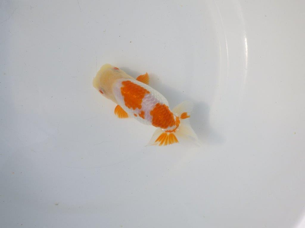 【 愛知超優良系統様】 尾も良い綺麗な更紗 当歳らんちゅう 四ッ尾 二本舵 約12,5㎝ オス?