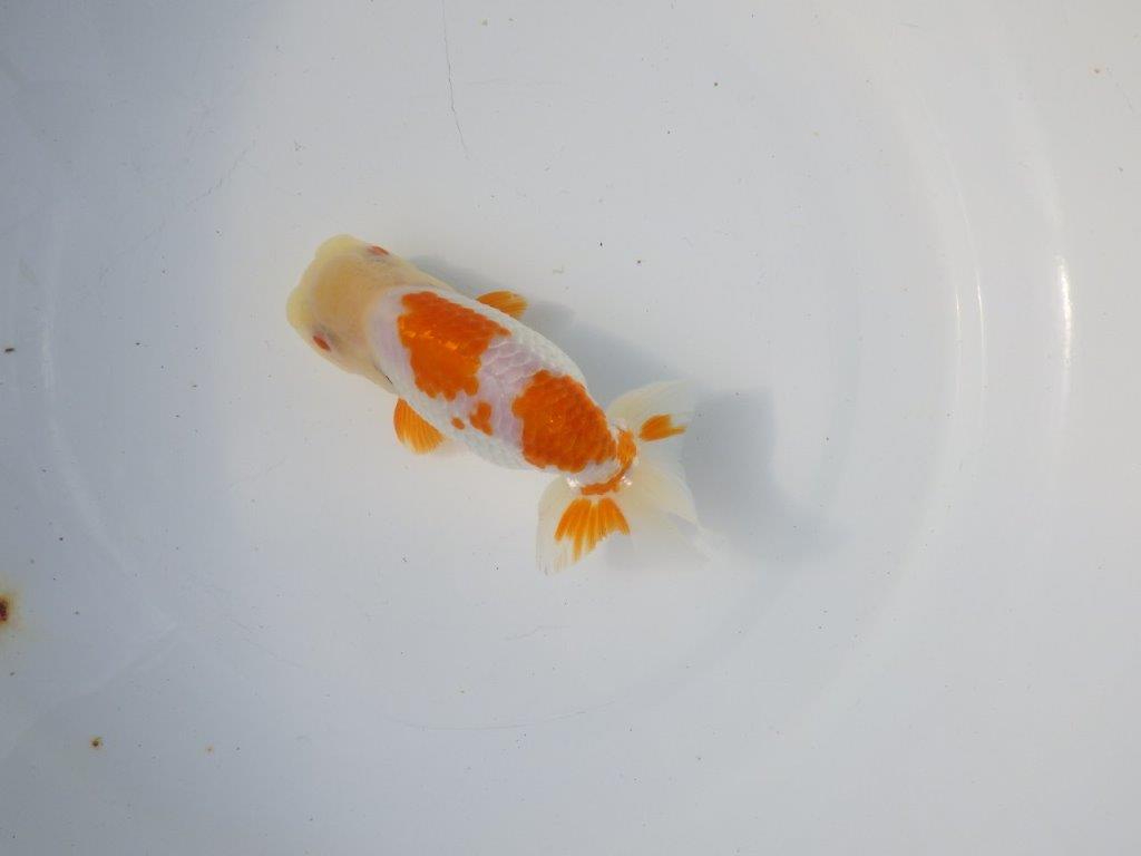 【 愛知超優良系統様】 尾も良い綺麗な更紗 当歳らんちゅう 四ッ尾 二本舵 約12,5㎝ オス?