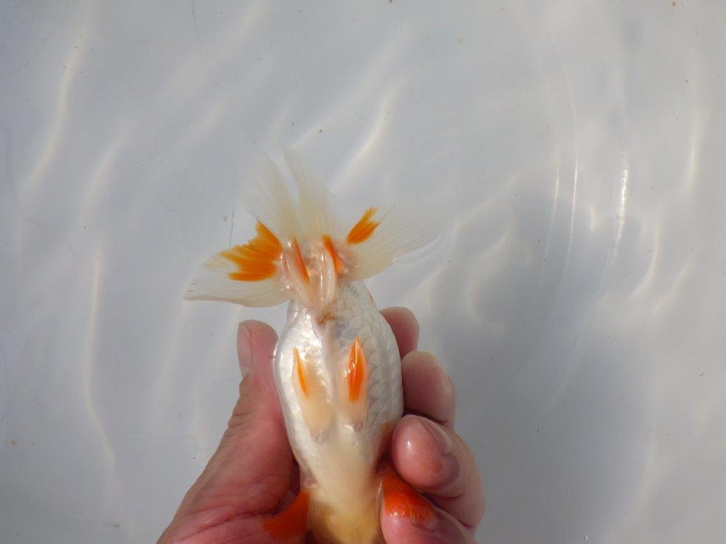 【 愛知超優良系統様】 尾も良い綺麗な更紗 当歳らんちゅう 四ッ尾 二本舵 約12,5㎝ オス?