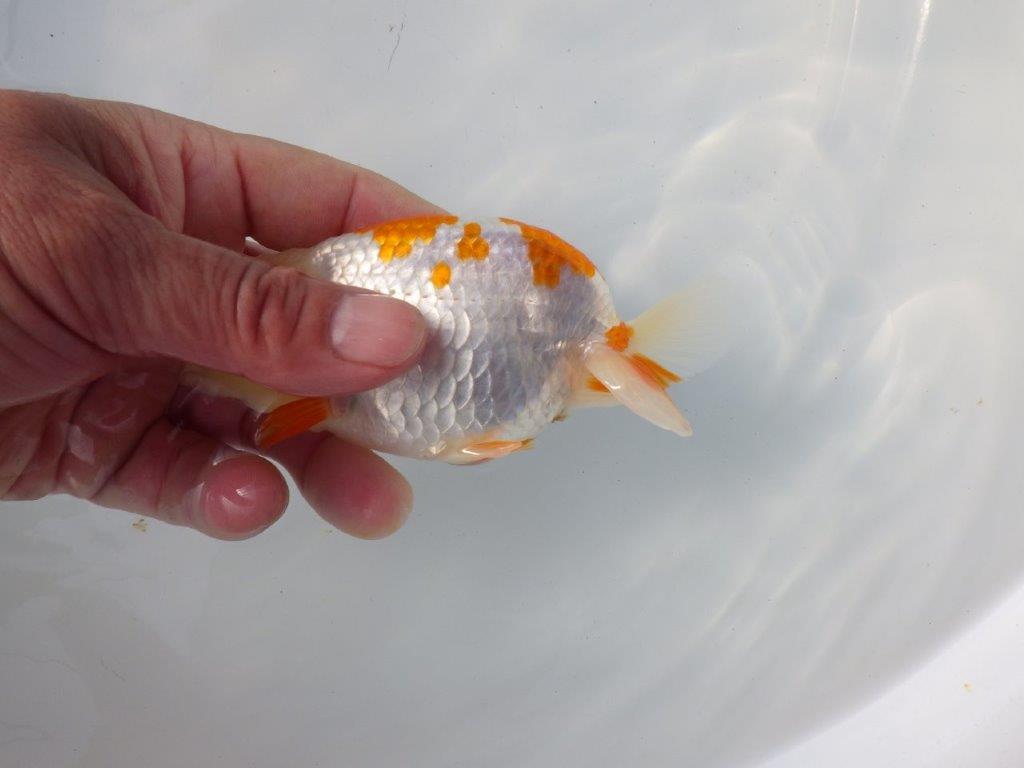 【 愛知超優良系統様】 尾も良い綺麗な更紗 当歳らんちゅう 四ッ尾 二本舵 約12,5㎝ オス?