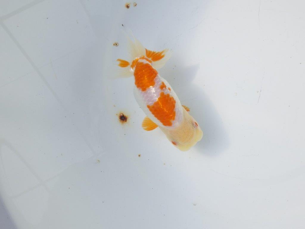 【 愛知超優良系統様】 尾も良い綺麗な更紗 当歳らんちゅう 四ッ尾 二本舵 約12,5㎝ オス?