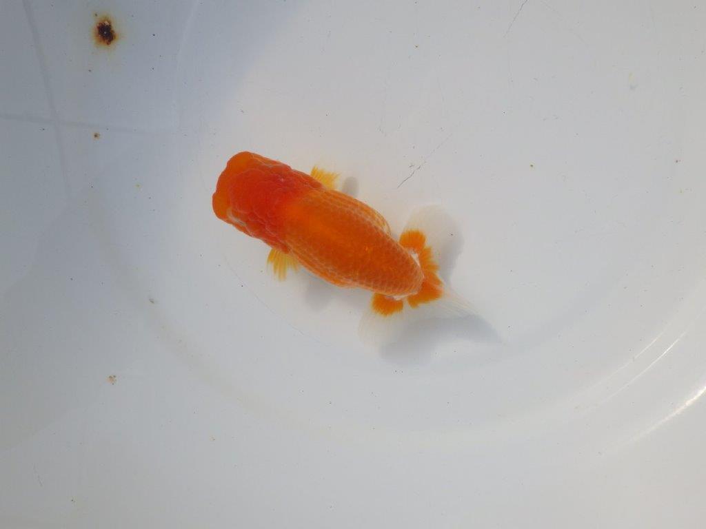 【 愛知超優良系統様】 種にお勧め当歳らんちゅう 四ッ尾 二本舵 約12,5㎝ メス?