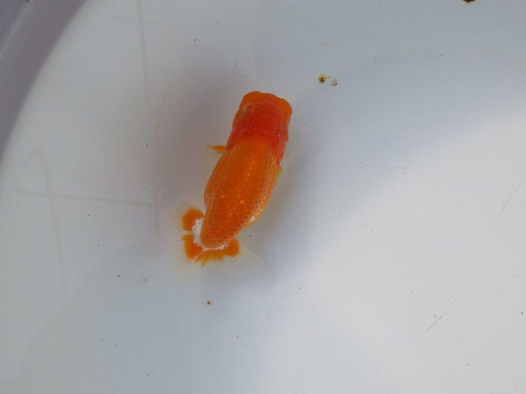 【 愛知超優良系統様】 種にお勧め当歳らんちゅう 四ッ尾 二本舵 約12,5㎝ メス?