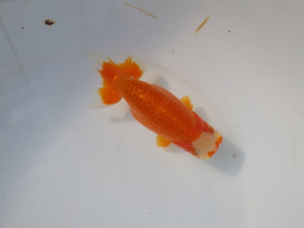 【 愛知超優良系統様】 飼い込みお勧め当歳らんちゅう 四ッ尾 二本舵 約13,5㎝ メス?