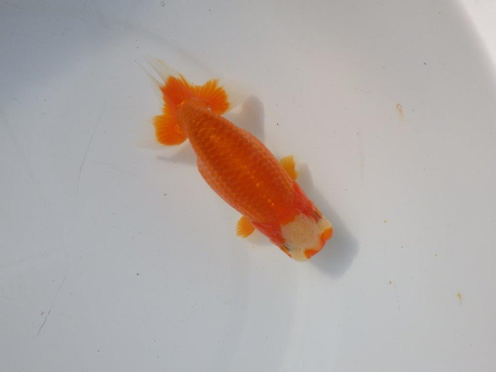 【 愛知超優良系統様】 飼い込みお勧め当歳らんちゅう　四ッ尾　二本舵　約13,5㎝  メス？