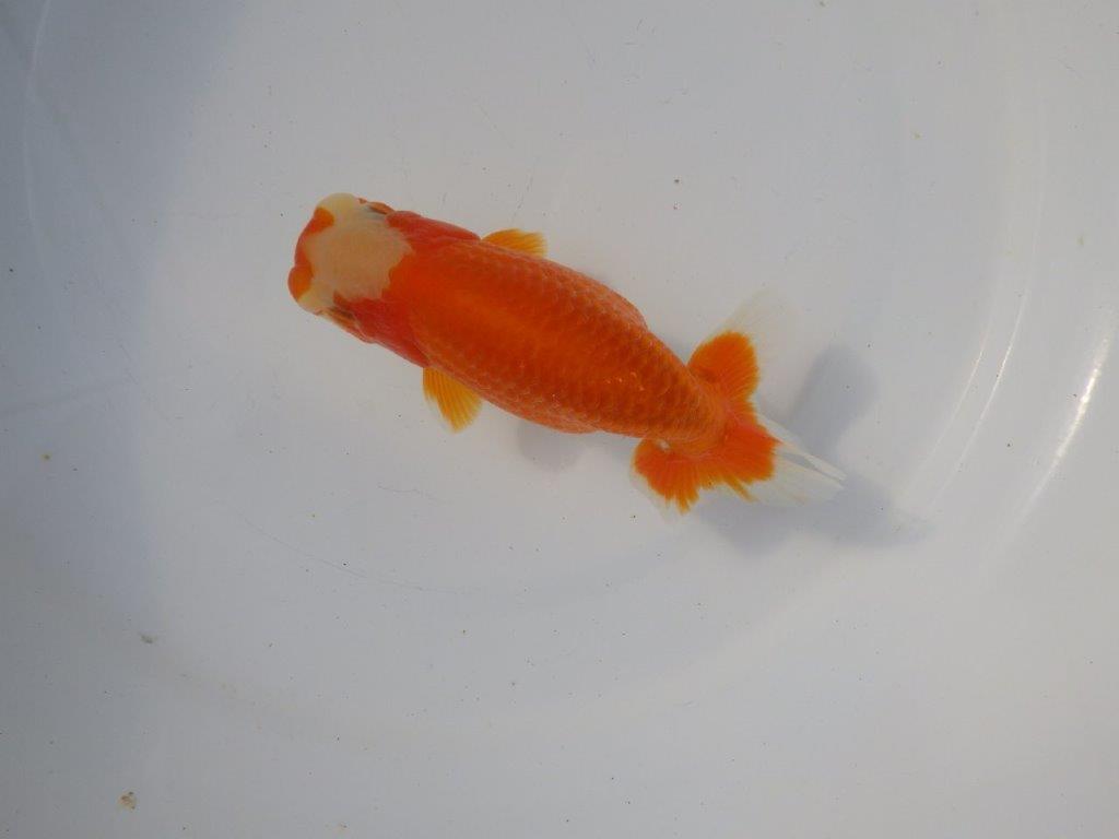 【 愛知超優良系統様】 飼い込みお勧め当歳らんちゅう 四ッ尾 二本舵 約13,5㎝ メス?