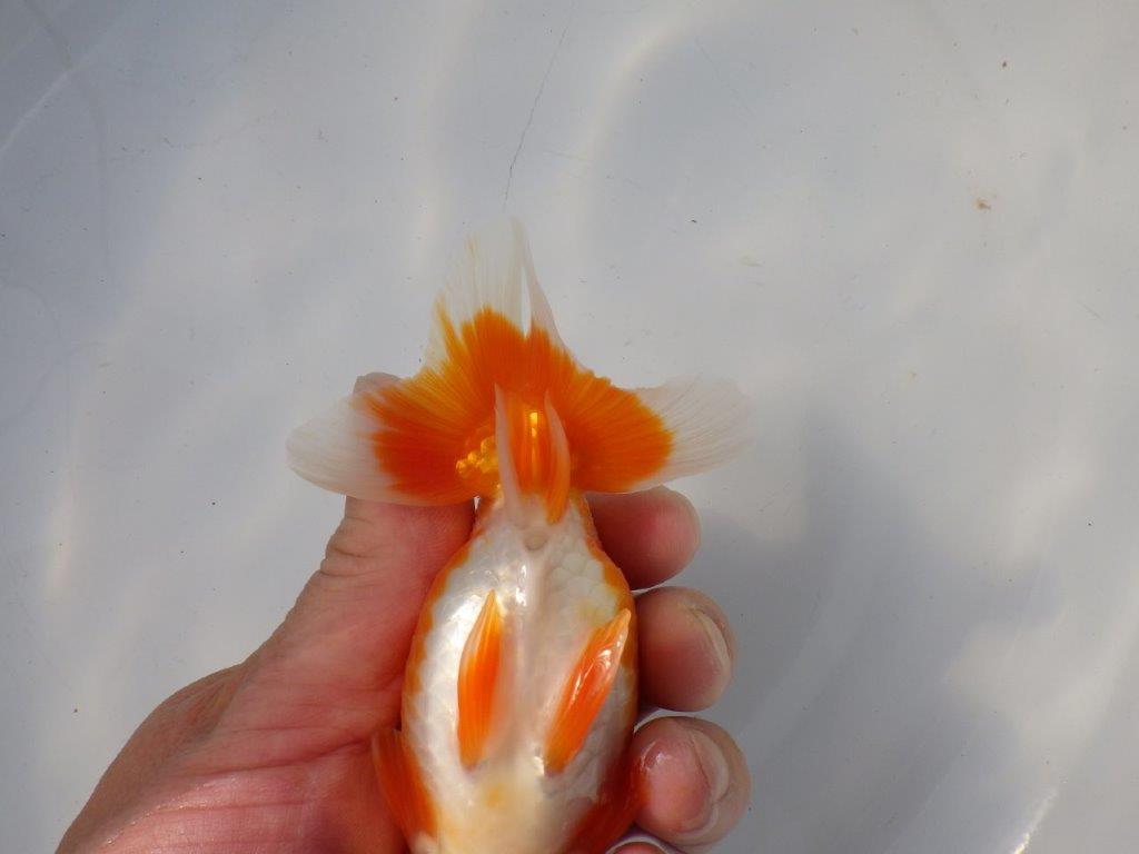 【 愛知超優良系統様】 飼い込みお勧め当歳らんちゅう 四ッ尾 二本舵 約13,5㎝ メス?