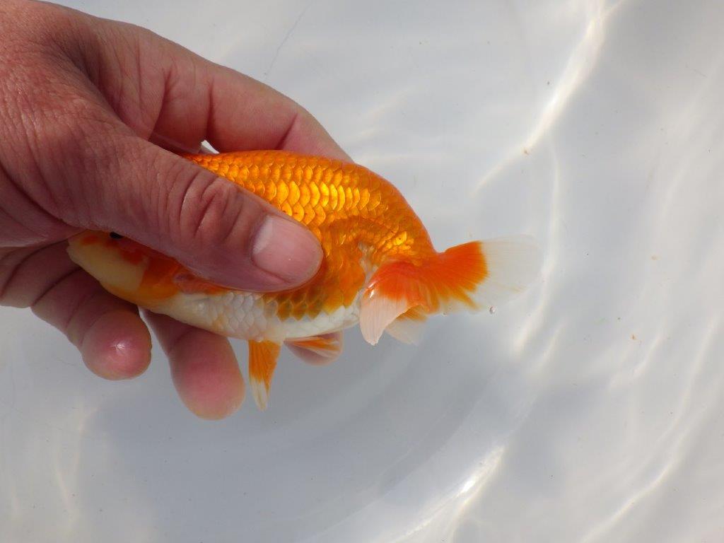 【 愛知超優良系統様】 飼い込みお勧め当歳らんちゅう 四ッ尾 二本舵 約13,5㎝ メス?