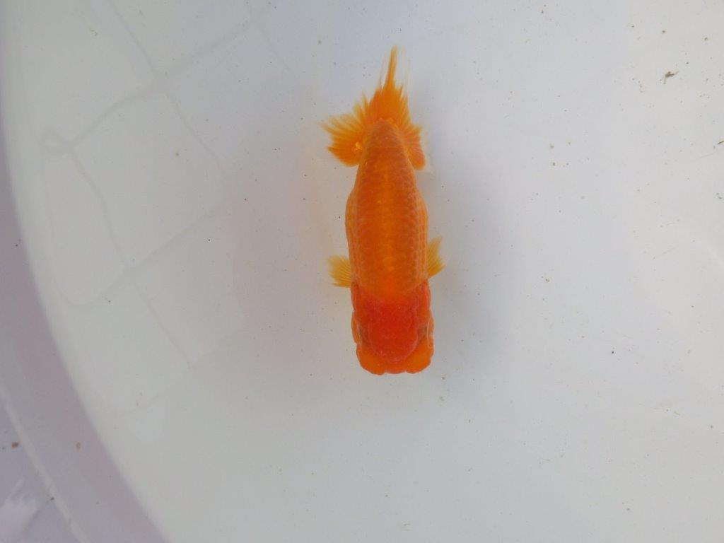 【東大関系統　種にもお勧めの系統 】尾型、構えが良い　当歳らんちゅう　　約12,5㎝  オス？の上身