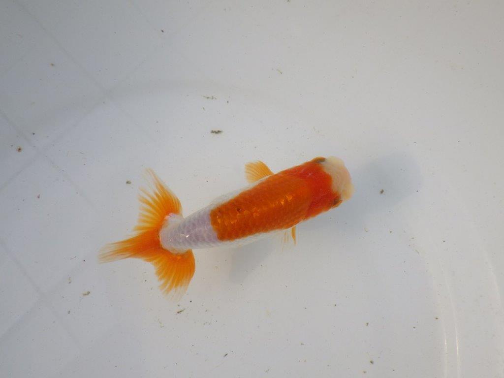 【東大関系統　種にもお勧めの系統 】背が綺麗で水槽映え　当歳らんちゅう　　約13㎝  オス？の上身