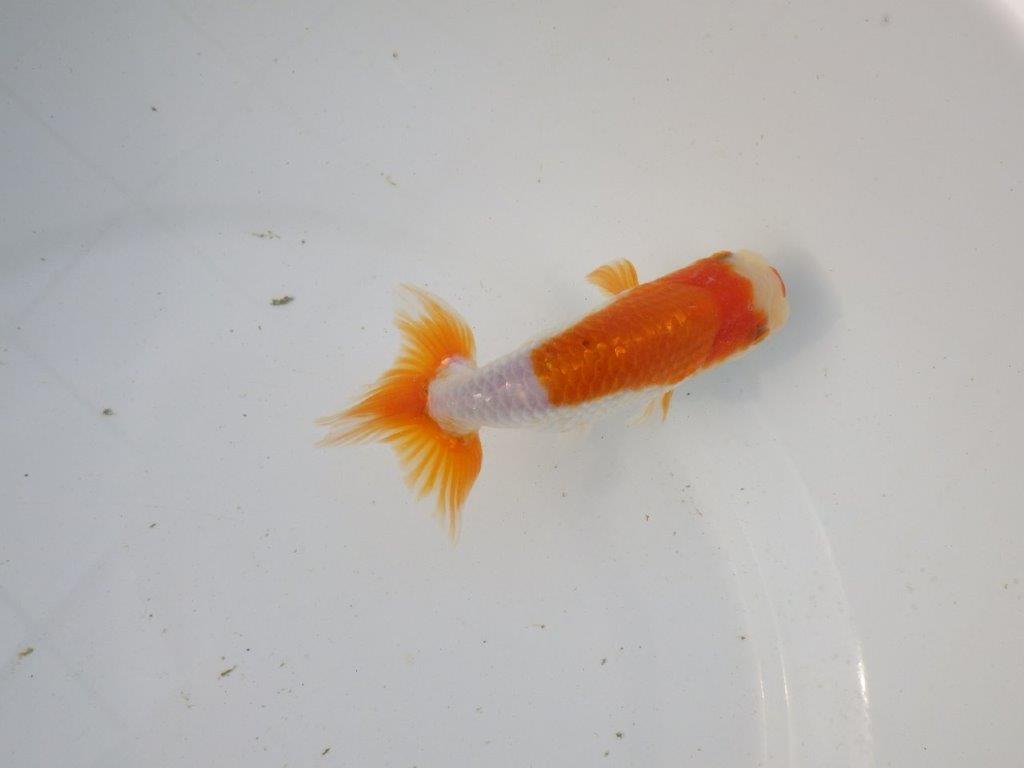 【東大関系統 種にもお勧めの系統 】背が綺麗で水槽映え 当歳らんちゅう 約13㎝ オス?