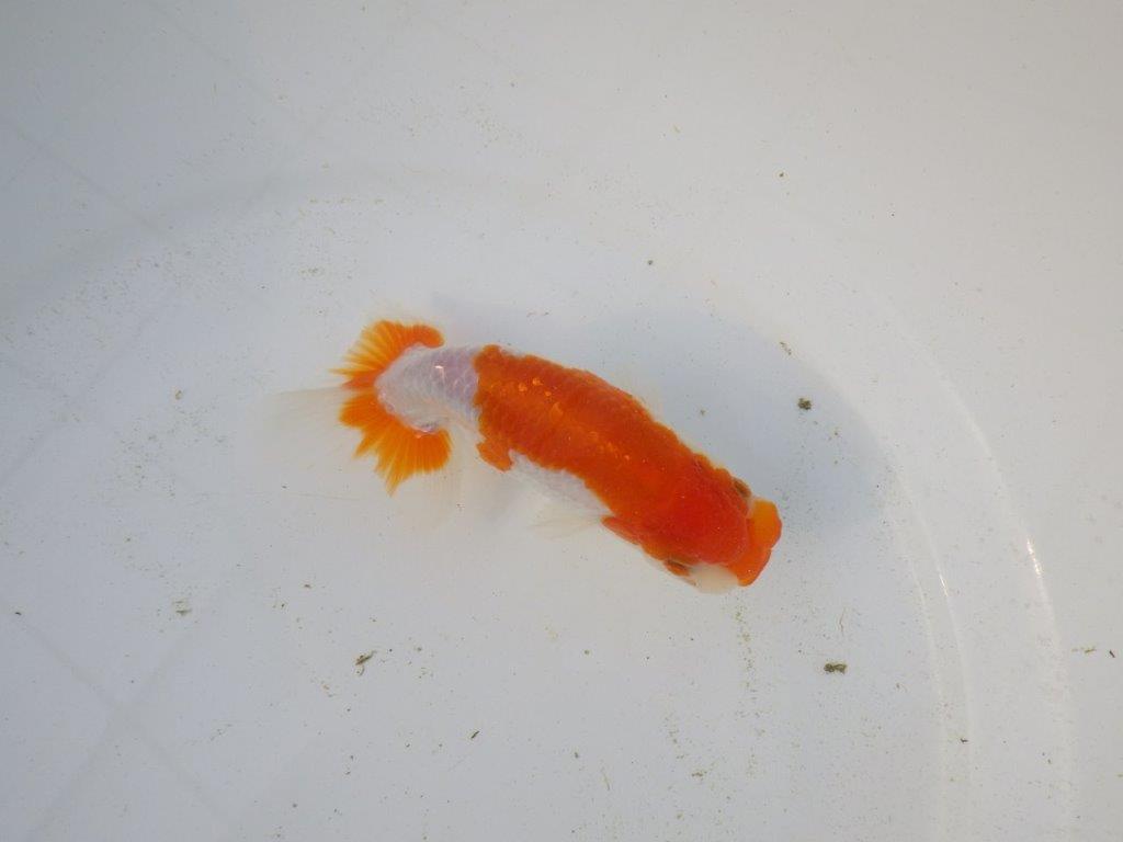 【東大関系統 種にもお勧めの系統 】美しい柄の更紗水槽映え 当歳らんちゅう 約13,5㎝ オス?