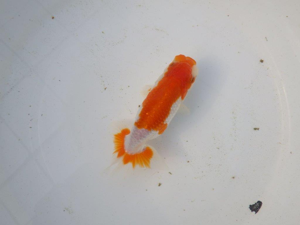 【東大関系統 種にもお勧めの系統 】美しい柄の更紗水槽映え 当歳らんちゅう 約13,5㎝ オス?