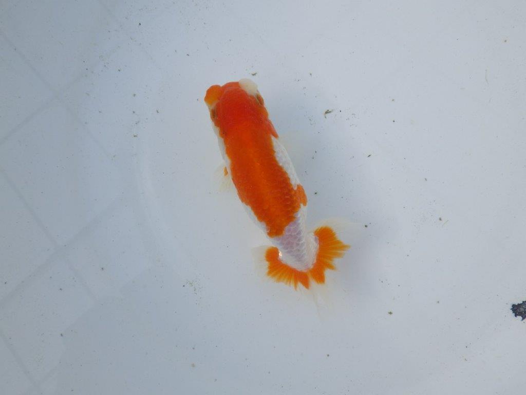 【東大関系統 種にもお勧めの系統 】美しい柄の更紗水槽映え 当歳らんちゅう 約13,5㎝ オス?