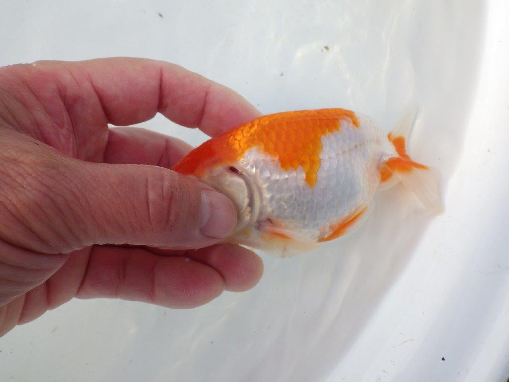 【東大関系統 種にもお勧めの系統 】美しい柄の更紗水槽映え 当歳らんちゅう 約13,5㎝ オス?