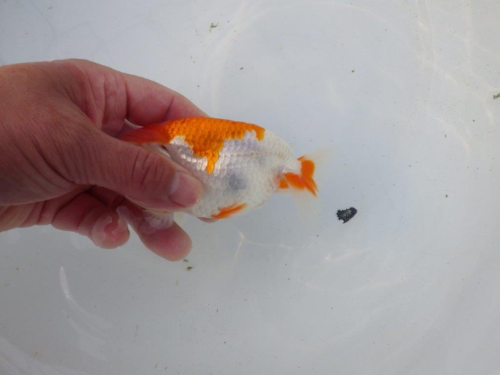 【東大関系統 種にもお勧めの系統 】美しい柄の更紗水槽映え 当歳らんちゅう 約13,5㎝ オス?