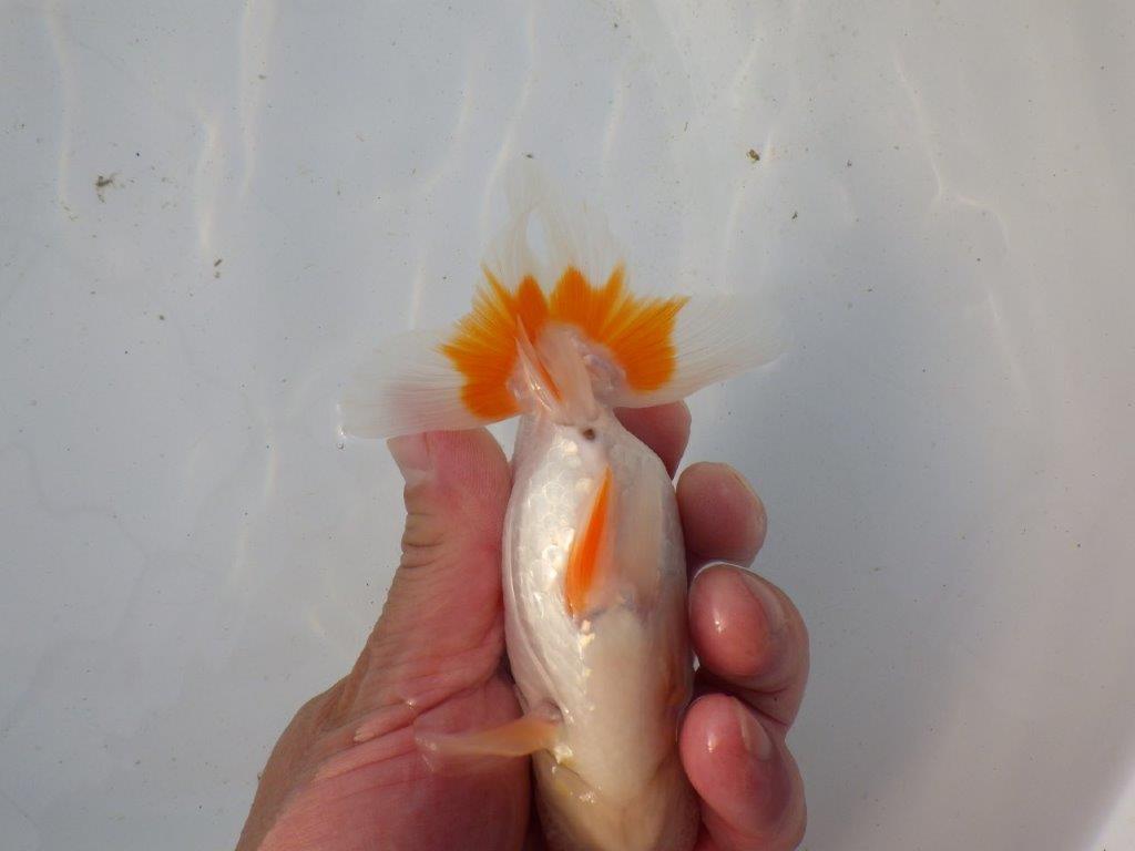 【東大関系統 種にもお勧めの系統 】美しい柄の更紗水槽映え 当歳らんちゅう 約13,5㎝ オス?