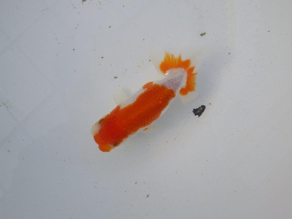 【東大関系統 種にもお勧めの系統 】美しい柄の更紗水槽映え 当歳らんちゅう 約13,5㎝ オス?