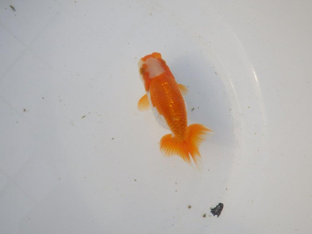 【東大関系統　種にもお勧めの系統 】尾型、構えが素晴らしい　当歳らんちゅう　　約11㎝  オス？の上身