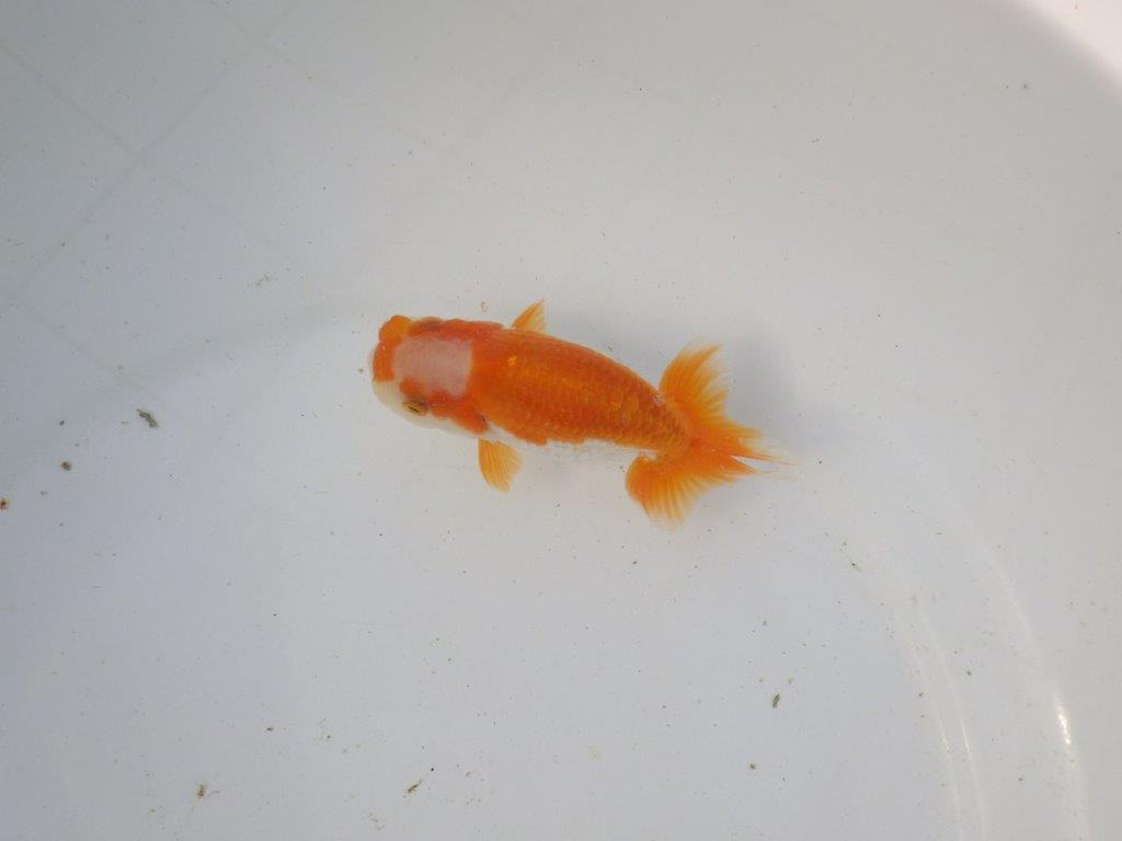 【東大関系統 種にもお勧めの系統 】尾型、構えが素晴らしい 当歳らんちゅう 約11㎝ オス?