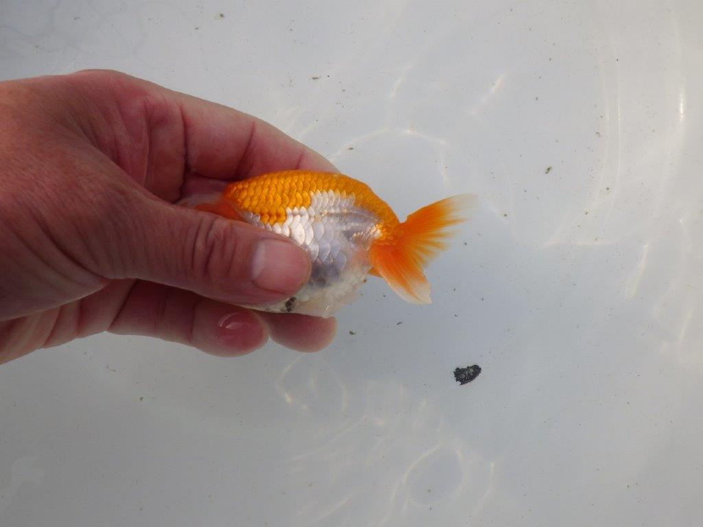 【東大関系統 種にもお勧めの系統 】尾型、構えが素晴らしい 当歳らんちゅう 約11㎝ オス?