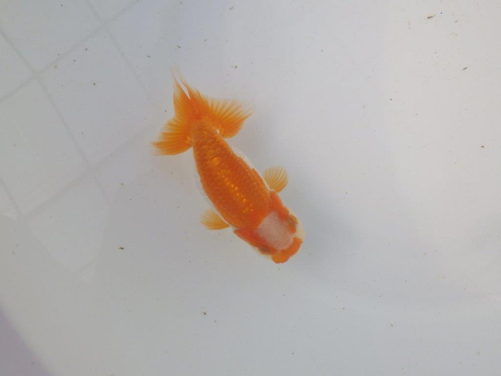 【東大関系統 種にもお勧めの系統 】尾型、構えが素晴らしい 当歳らんちゅう 約11㎝ オス?