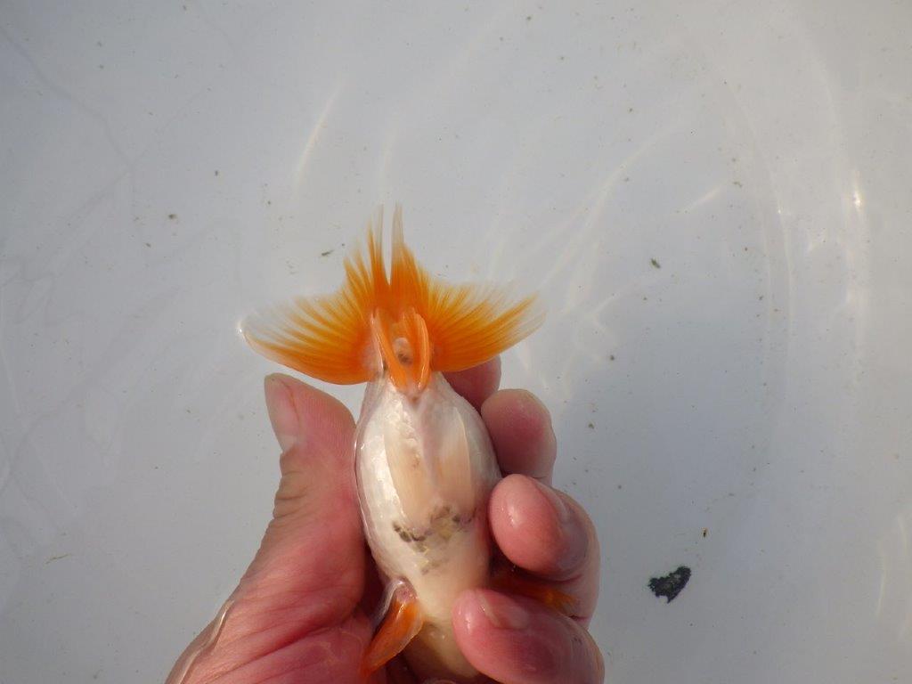 【東大関系統 種にもお勧めの系統 】尾型、構えが素晴らしい 当歳らんちゅう 約11㎝ オス?