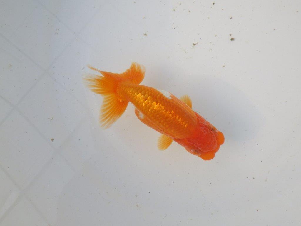 【東大関系統 種にもお勧めの系統 】全体的に雰囲気の良い 当歳らんちゅう 約12,5㎝ オス?