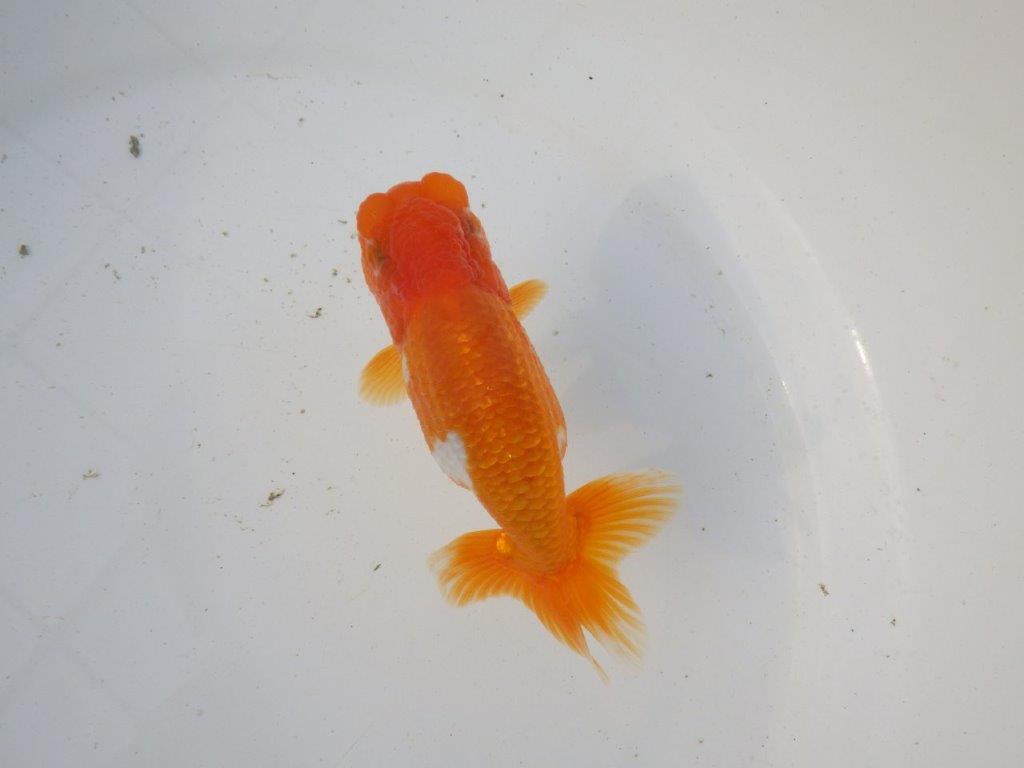 【東大関系統　種にもお勧めの系統 】全体的に雰囲気の良い　当歳らんちゅう　　約12,5㎝  オス？の上身