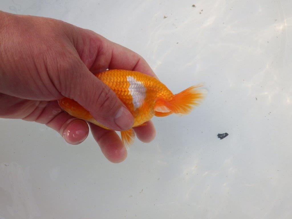 【東大関系統 種にもお勧めの系統 】全体的に雰囲気の良い 当歳らんちゅう 約12,5㎝ オス?