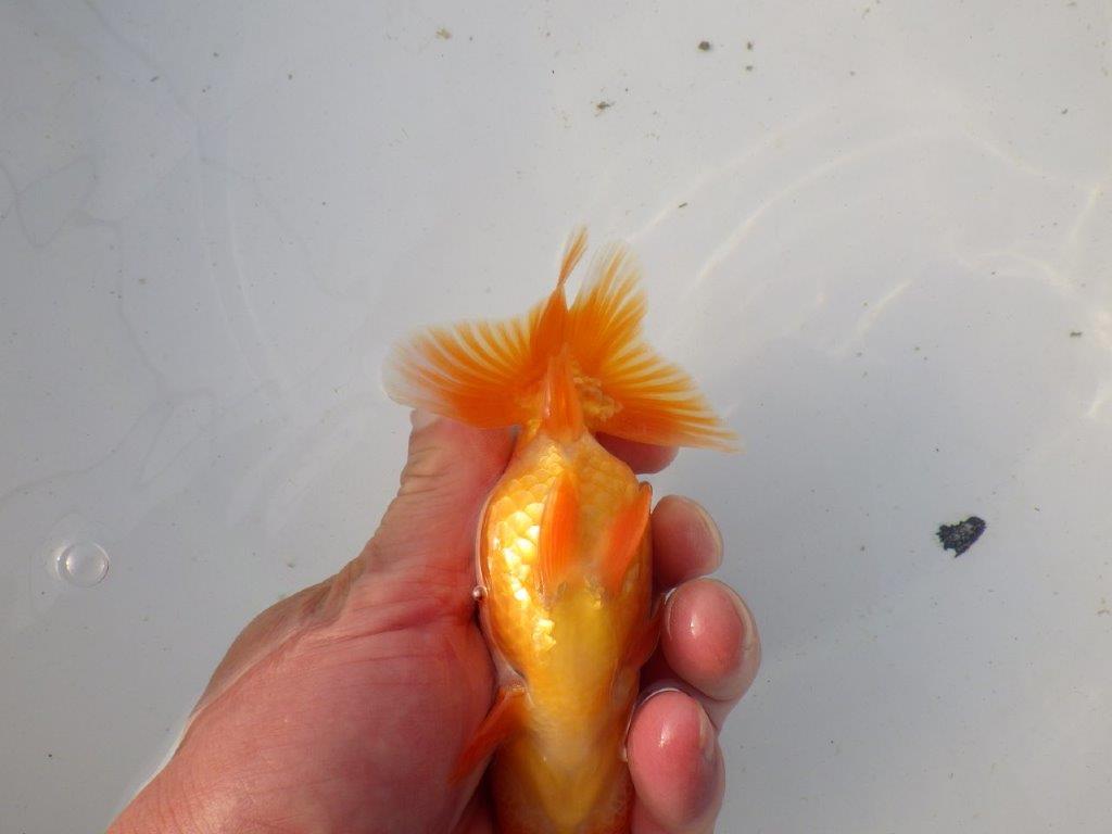 【東大関系統 種にもお勧めの系統 】全体的に雰囲気の良い 当歳らんちゅう 約12,5㎝ オス?