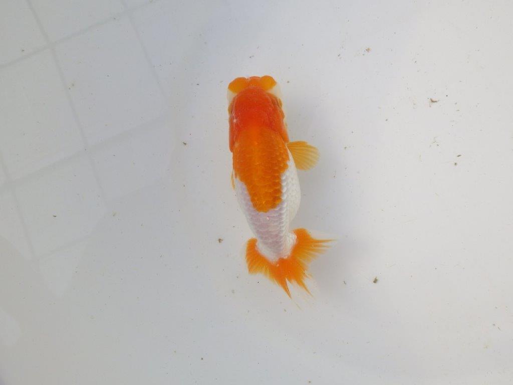 【東大関系統 種にもお勧めの系統 】飼い込みお勧め 当歳らんちゅう 約13㎝ オス?