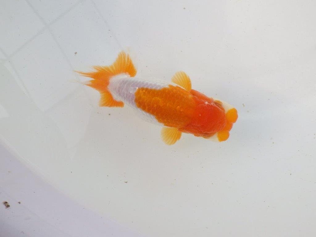 【東大関系統　種にもお勧めの系統 】飼い込みお勧め　当歳らんちゅう　　約13㎝  オス？の上身