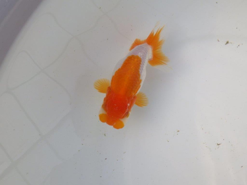 【東大関系統 種にもお勧めの系統 】飼い込みお勧め 当歳らんちゅう 約13㎝ オス?