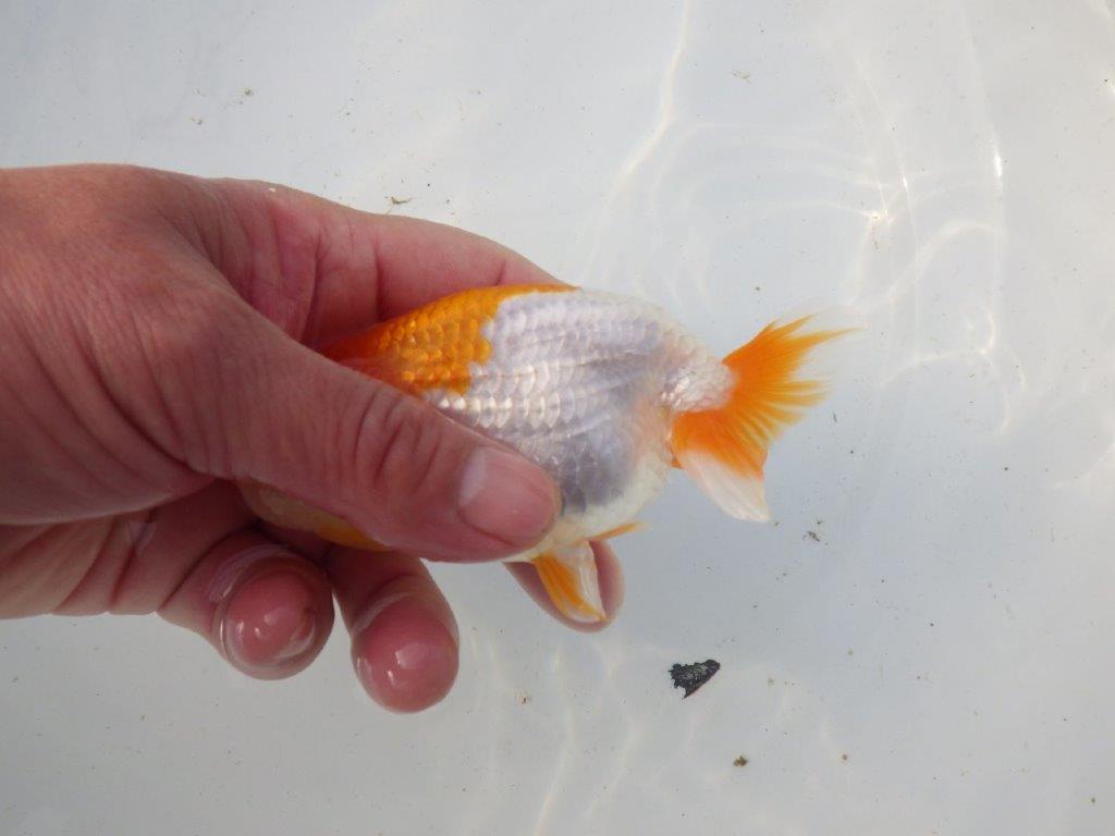 【東大関系統 種にもお勧めの系統 】飼い込みお勧め 当歳らんちゅう 約13㎝ オス?