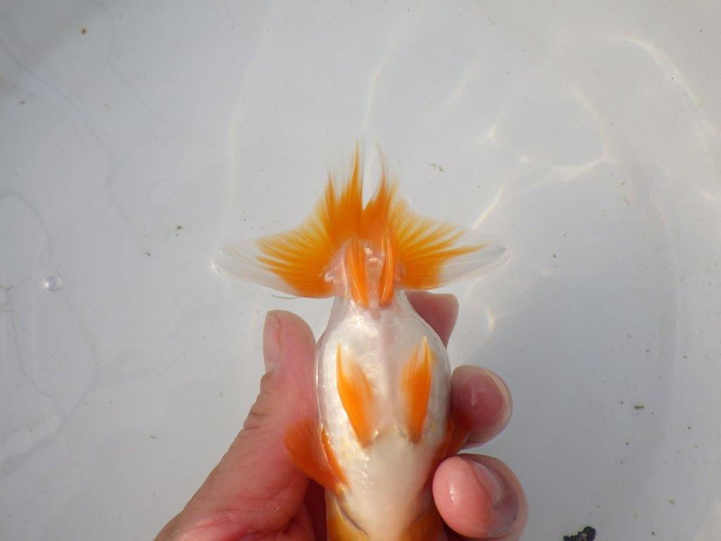 【東大関系統 種にもお勧めの系統 】飼い込みお勧め 当歳らんちゅう 約13㎝ オス?