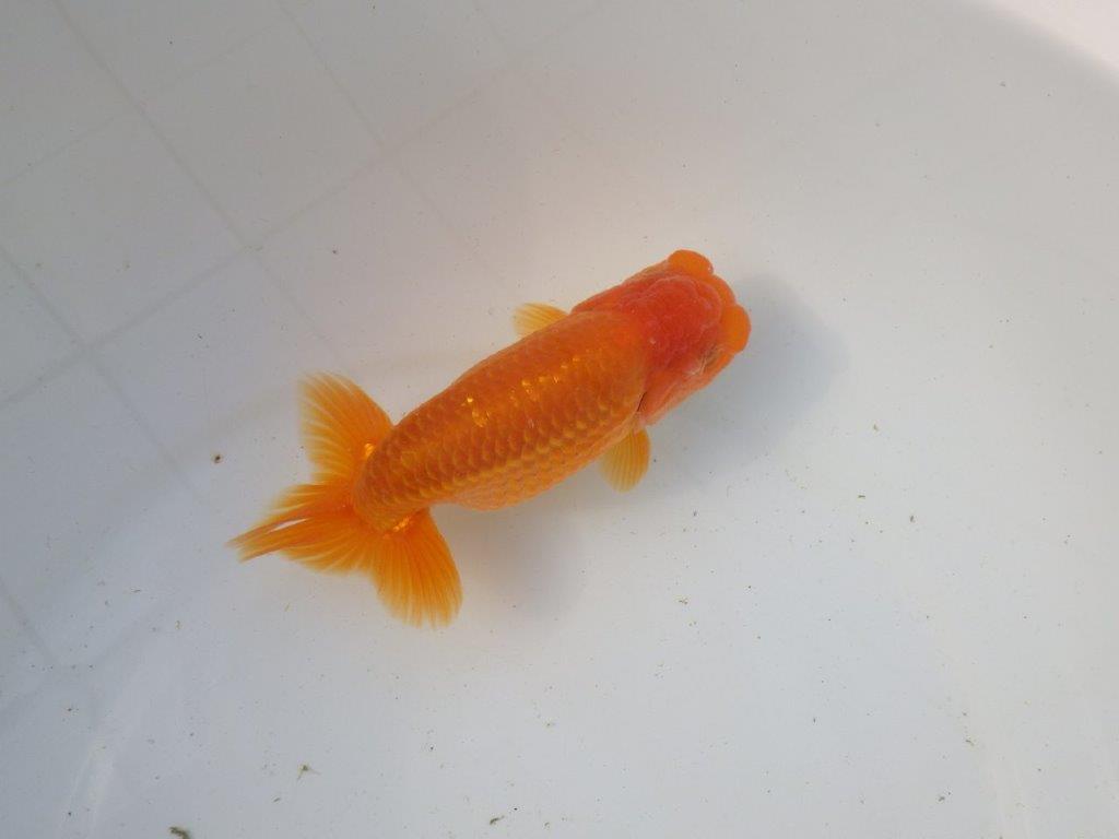 【東大関系統 種にもお勧めの系統 】二歳魚つくりに! 当歳らんちゅう 約14㎝ オス?