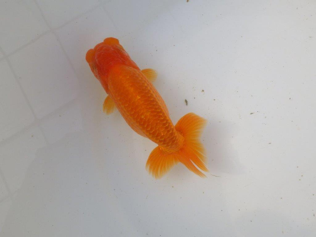 【東大関系統　種にもお勧めの系統 】二歳魚つくりに！　当歳らんちゅう　　約14㎝  オス？の上身