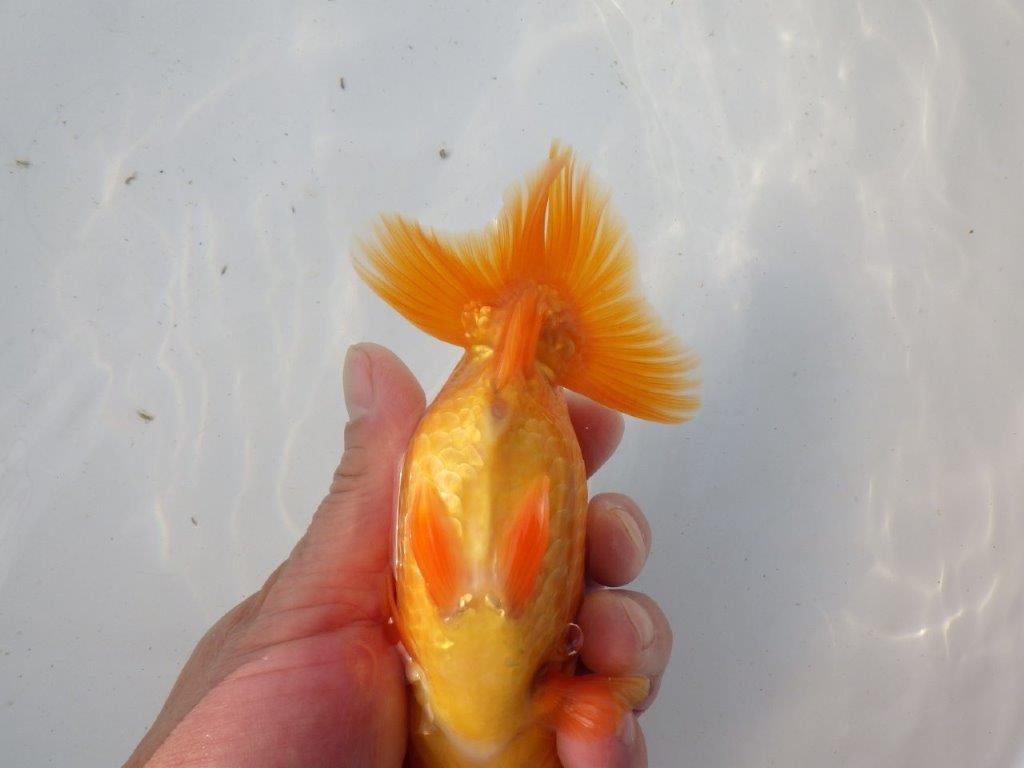 【東大関系統 種にもお勧めの系統 】二歳魚つくりに! 当歳らんちゅう 約14㎝ オス?